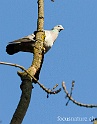 Pigeons ramier et colombin